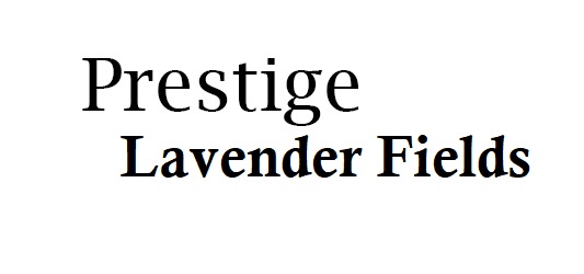Prestige Lavender Fields Logo